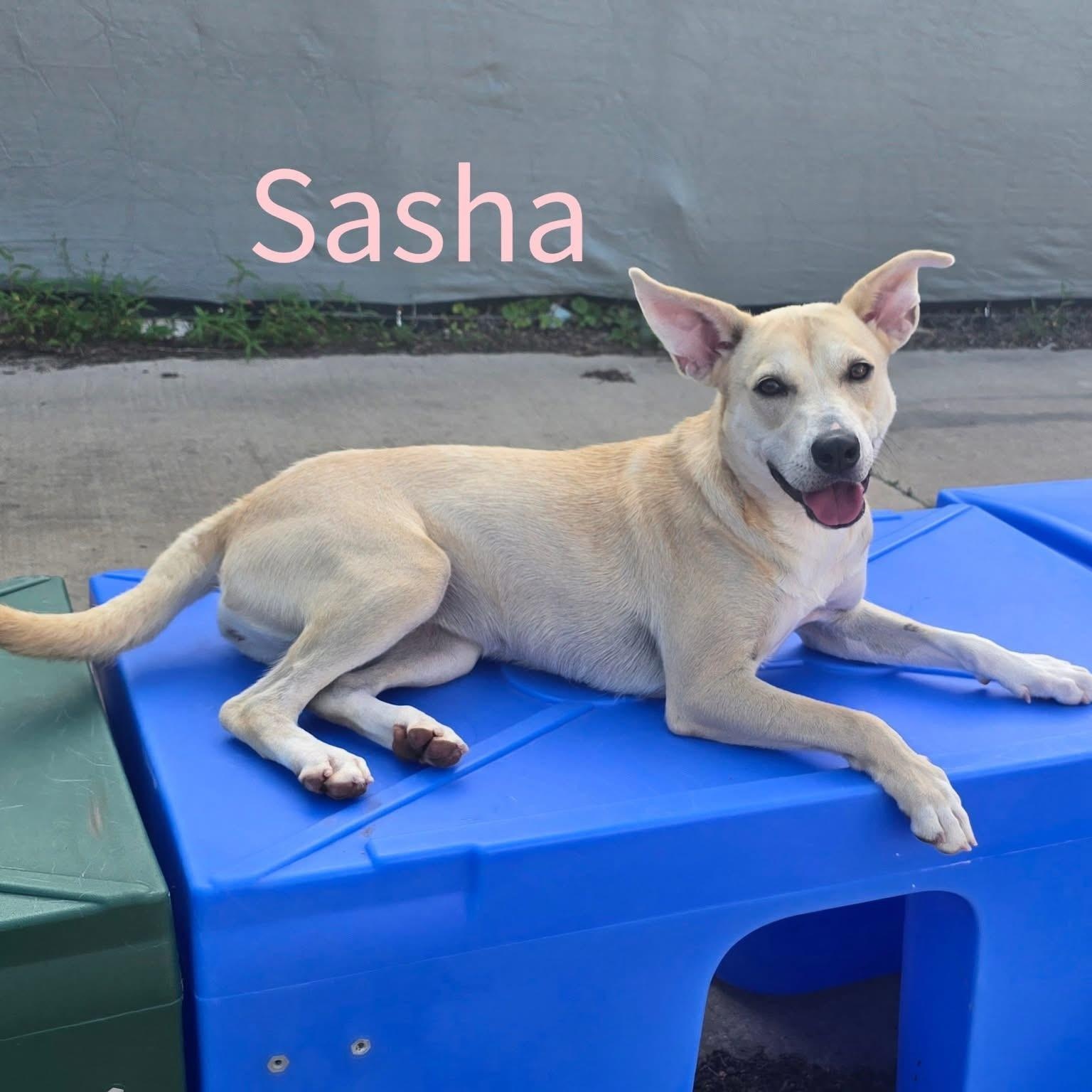 Enlarge Sasha, a Adoptable mixed breed in Joliet, IL image 1/1