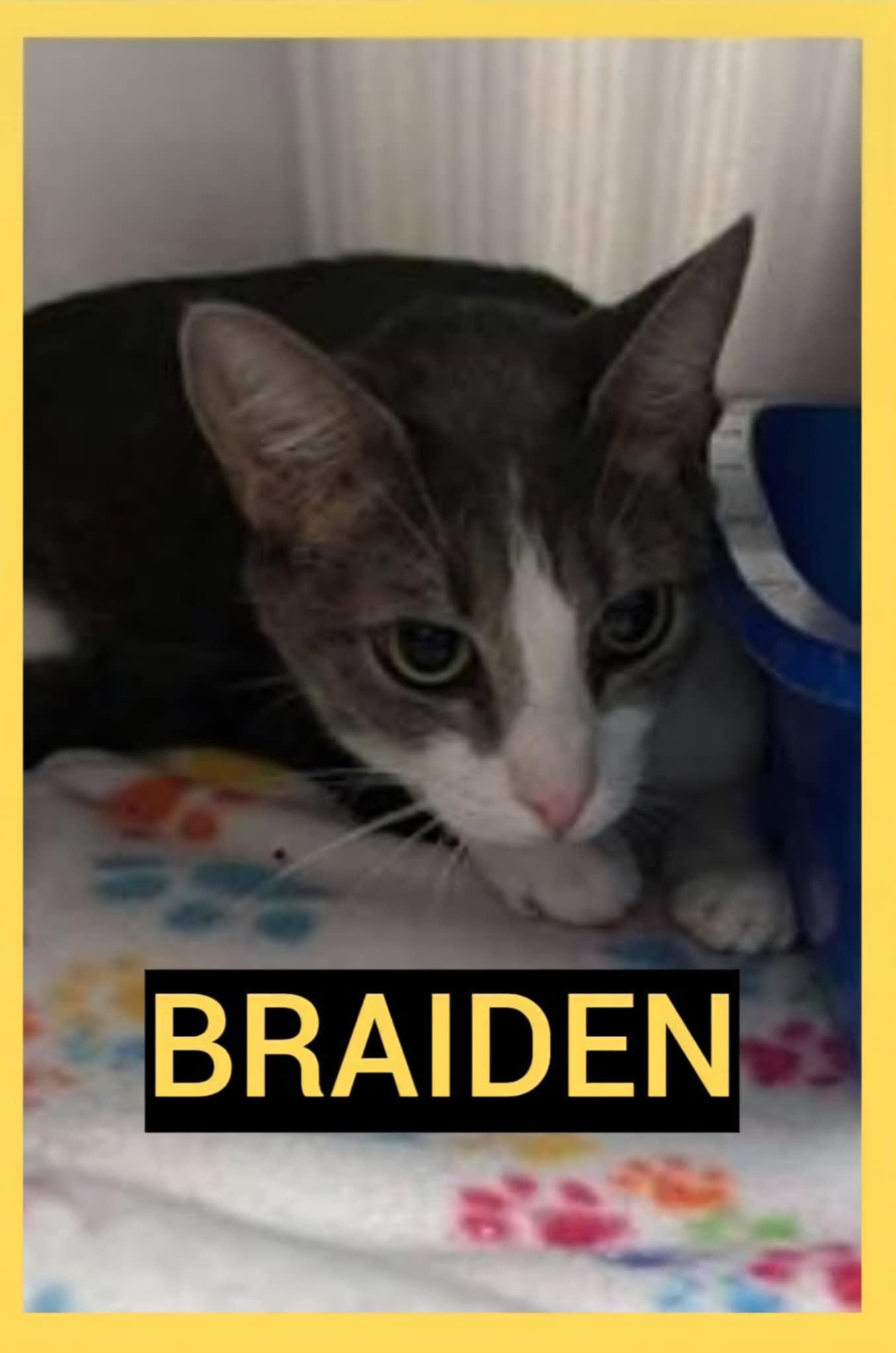 Braiden, a Adoptable Domestic Short Hair in Warner Robins, GA image 2/4