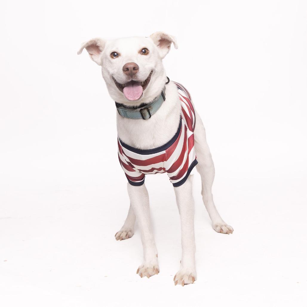 Enlarge Oreo, a Adoptable Mixed Breed in Franklin, TN image 1/2