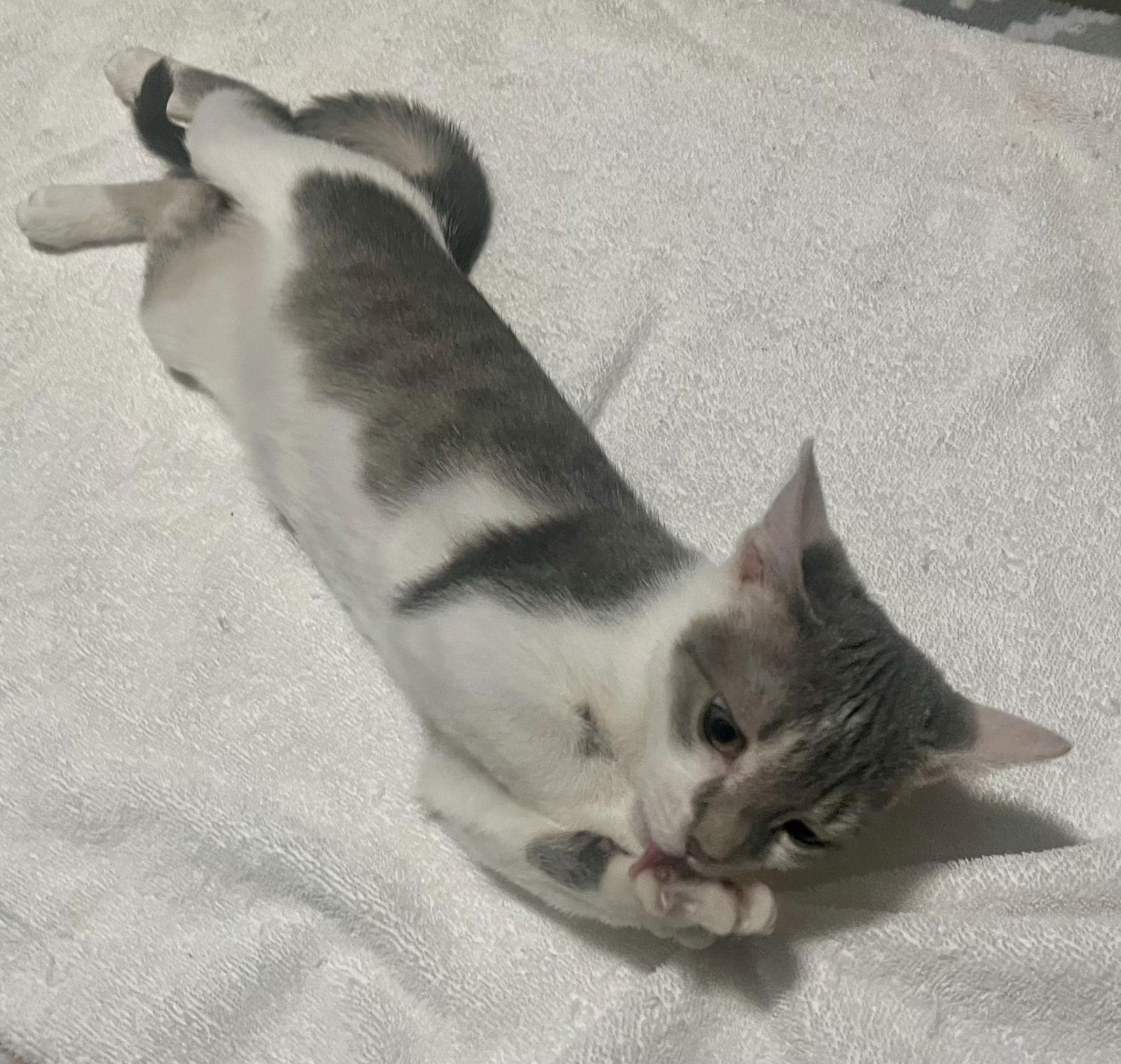 Etta, Adoptable, Kitten Female Domestic Short Hair.