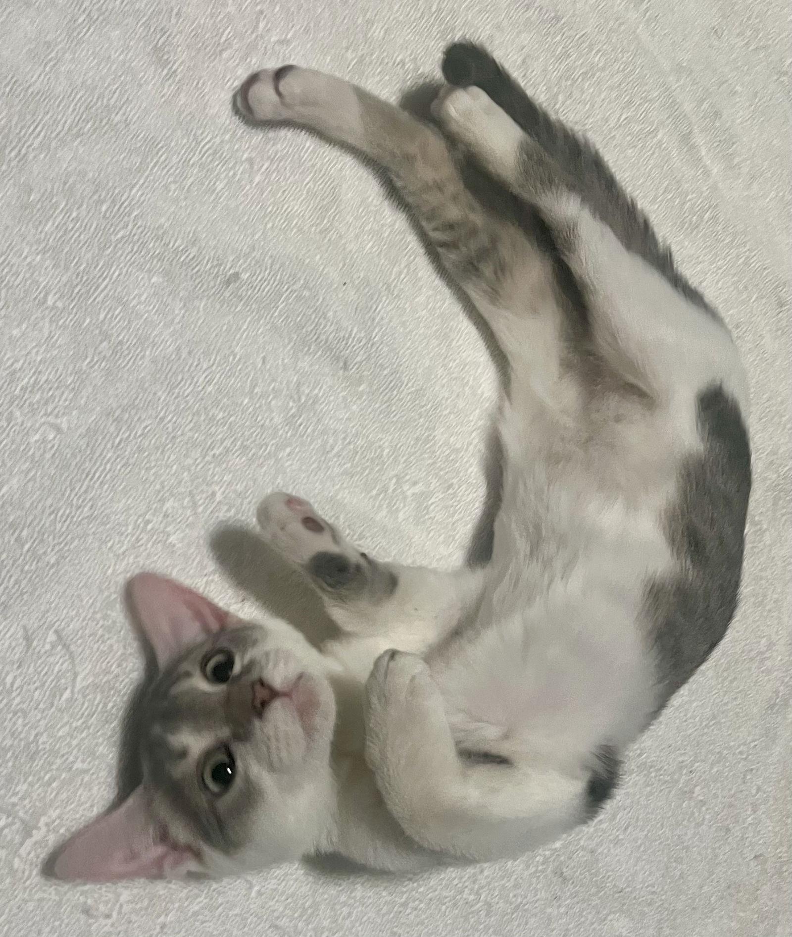 Etta, a Adoptable Domestic Short Hair in Lexington, SC image 2/3