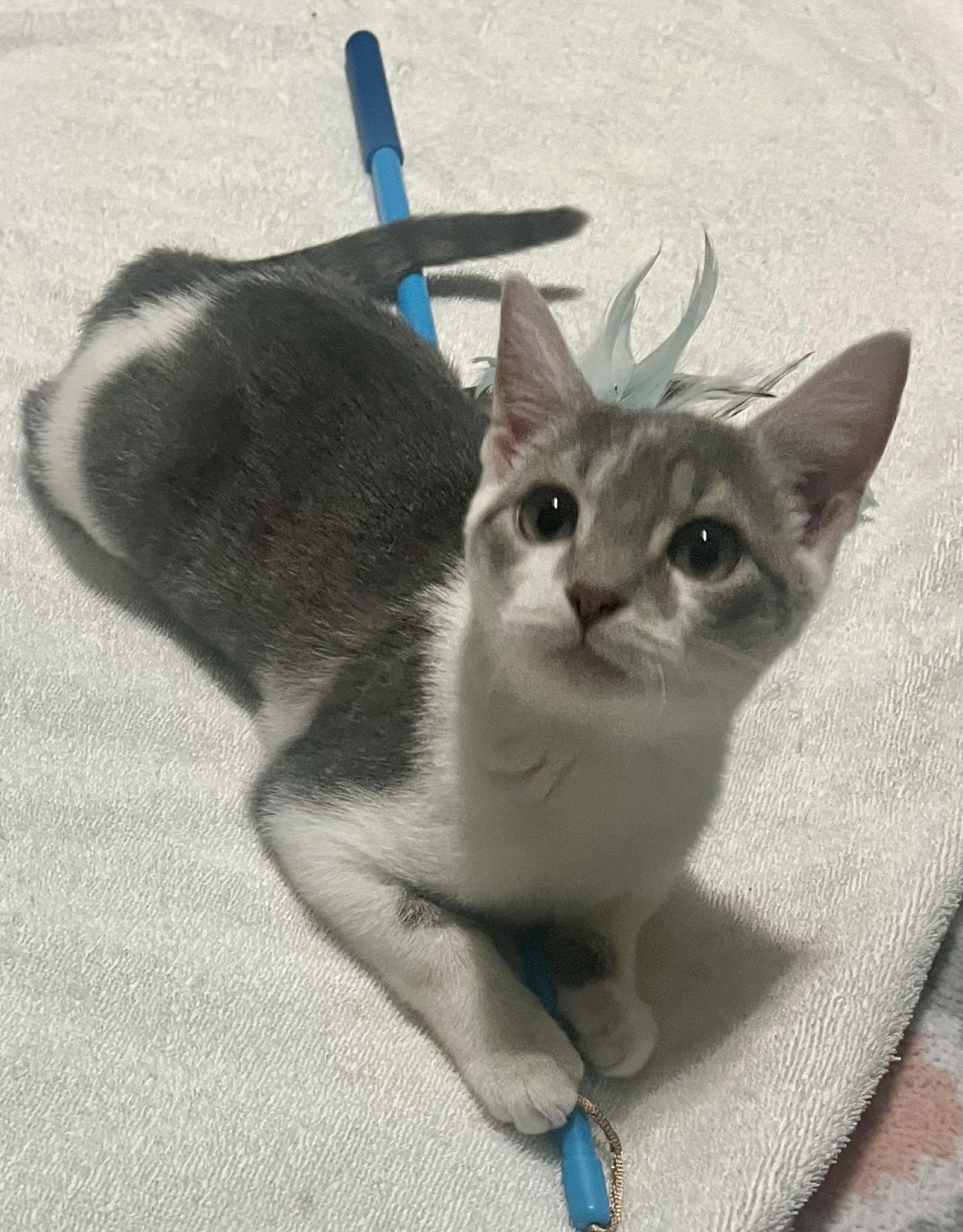 Etta, a Adoptable Domestic Short Hair in Lexington, SC image 3/3