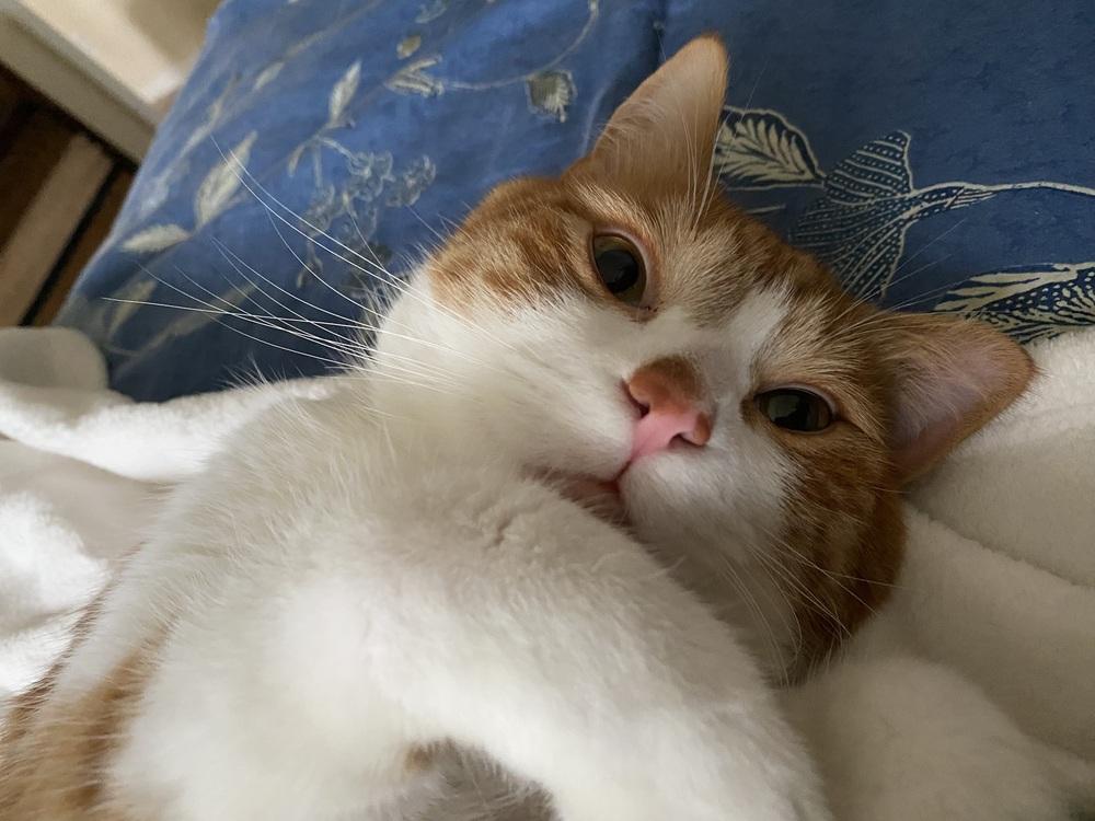Ronnie, Adoptable, Adult Male Domestic Short Hair & Tabby.
