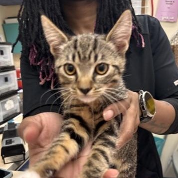 Enlarge Fuchsia , an adopted Tabby in Charleston, SC image 1/1