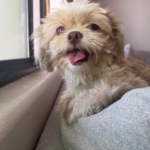 Lola, Adoptable, Adult Female Shih Tzu.