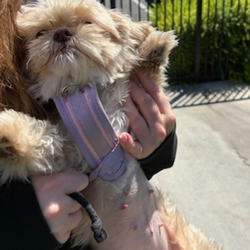 Enlarge Lola, a Adoptable Shih Tzu in North Las Vegas, NV image 2/6