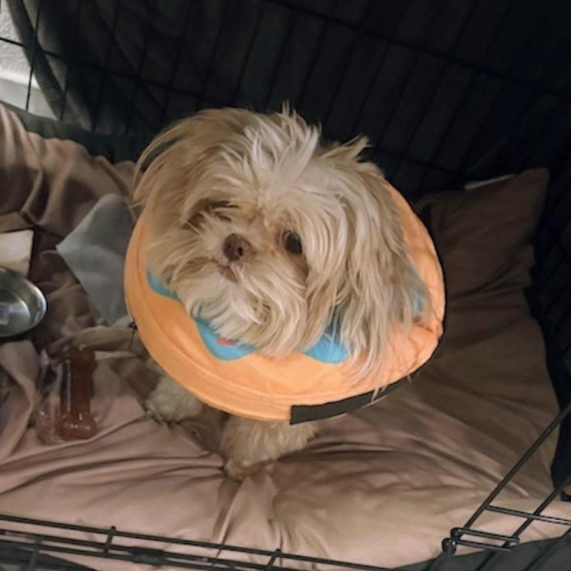Enlarge Lola, a Adoptable Shih Tzu in North Las Vegas, NV image 3/6
