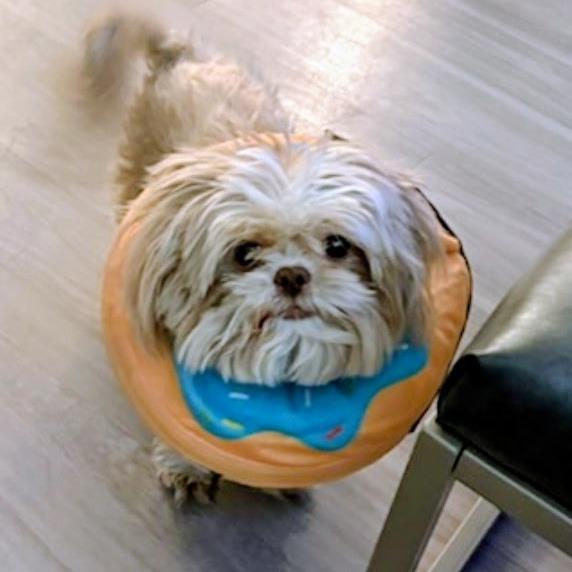 Enlarge Lola, a Adoptable Shih Tzu in North Las Vegas, NV image 5/6