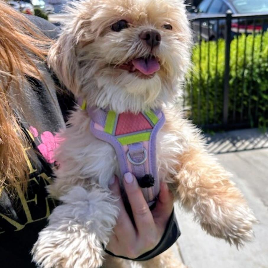 Enlarge Lola, a Adoptable Shih Tzu in North Las Vegas, NV image 6/6
