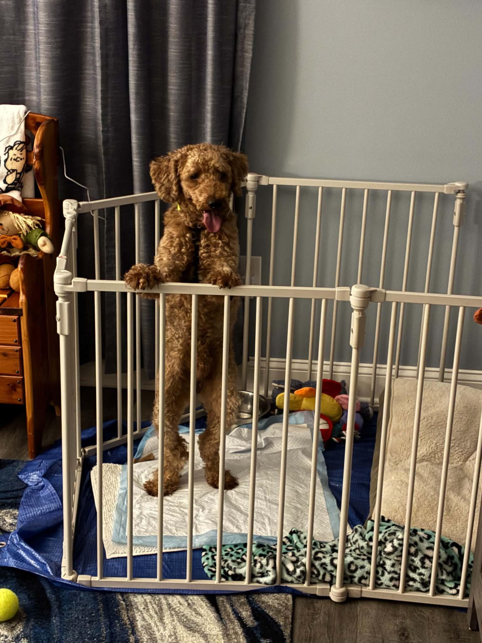 Navy, Adoptable, Senior Male Miniature Poodle.