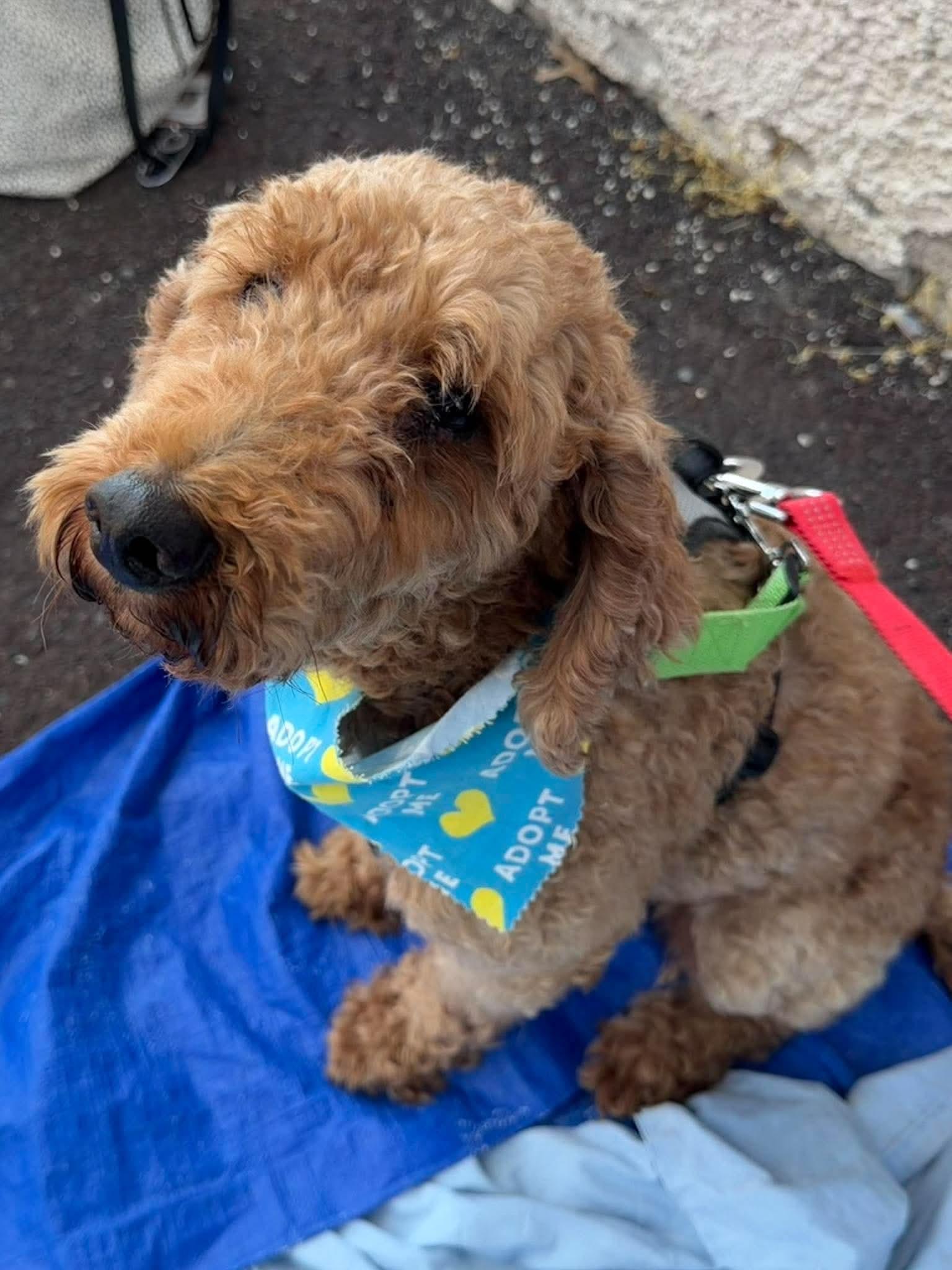 Enlarge Navy, a Adoptable Miniature Poodle in Havertown, PA image 2/5