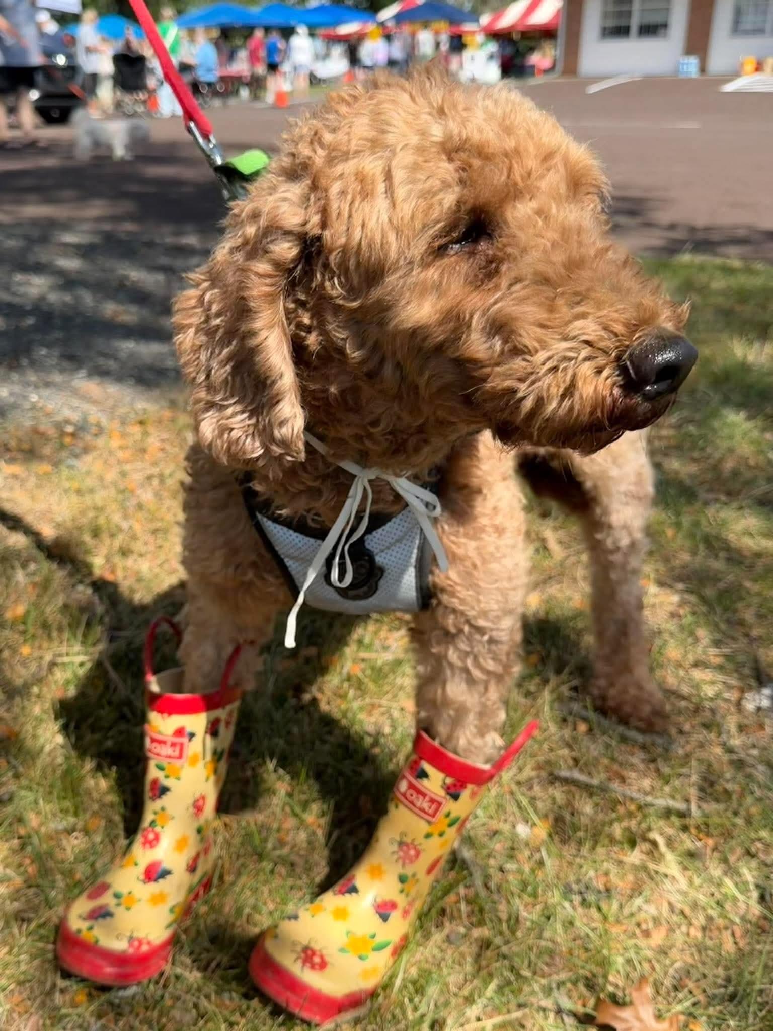 Enlarge Navy, a Adoptable Miniature Poodle in Havertown, PA image 3/5