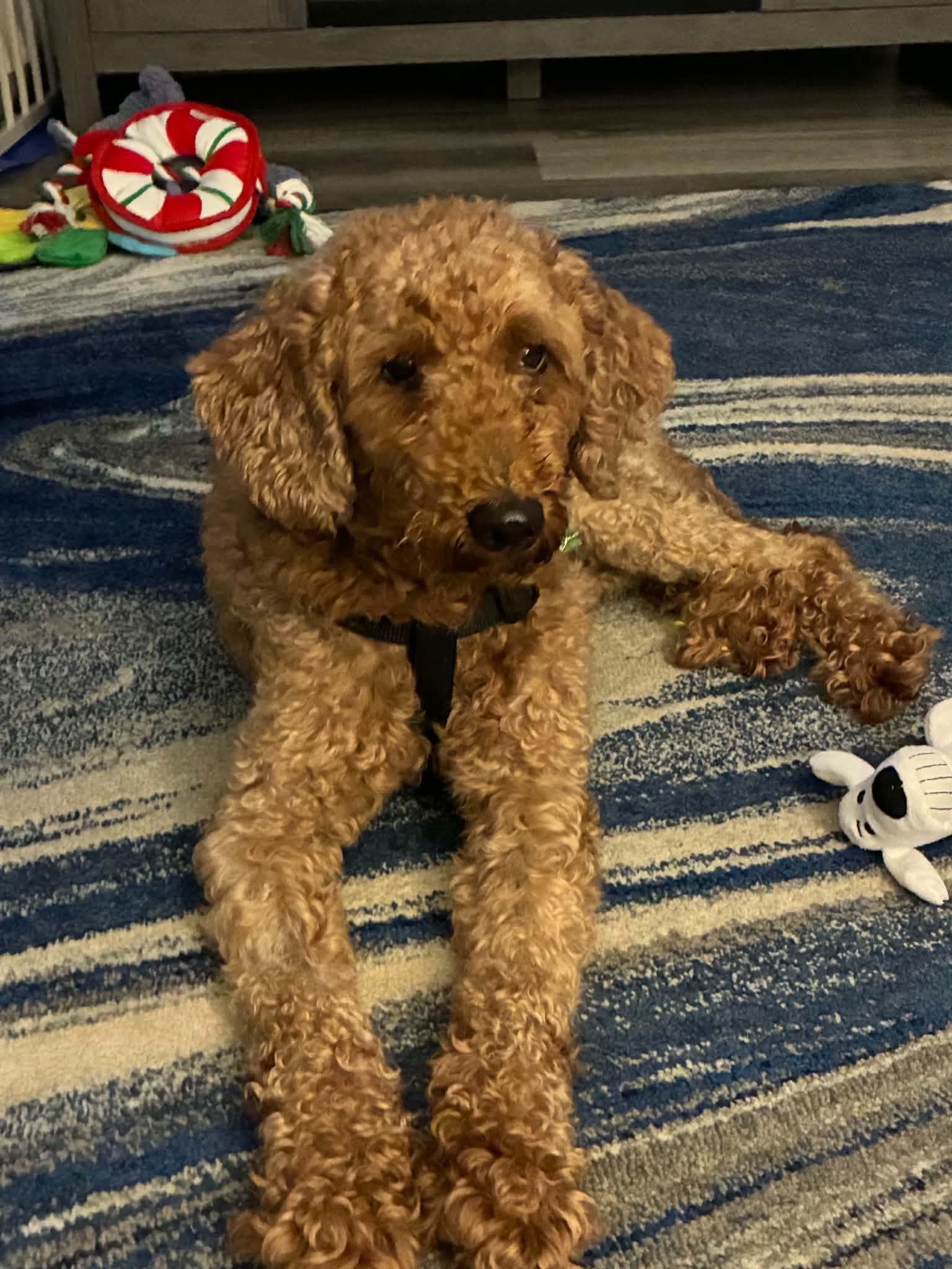 Enlarge Navy, a Adoptable Miniature Poodle in Havertown, PA image 4/5