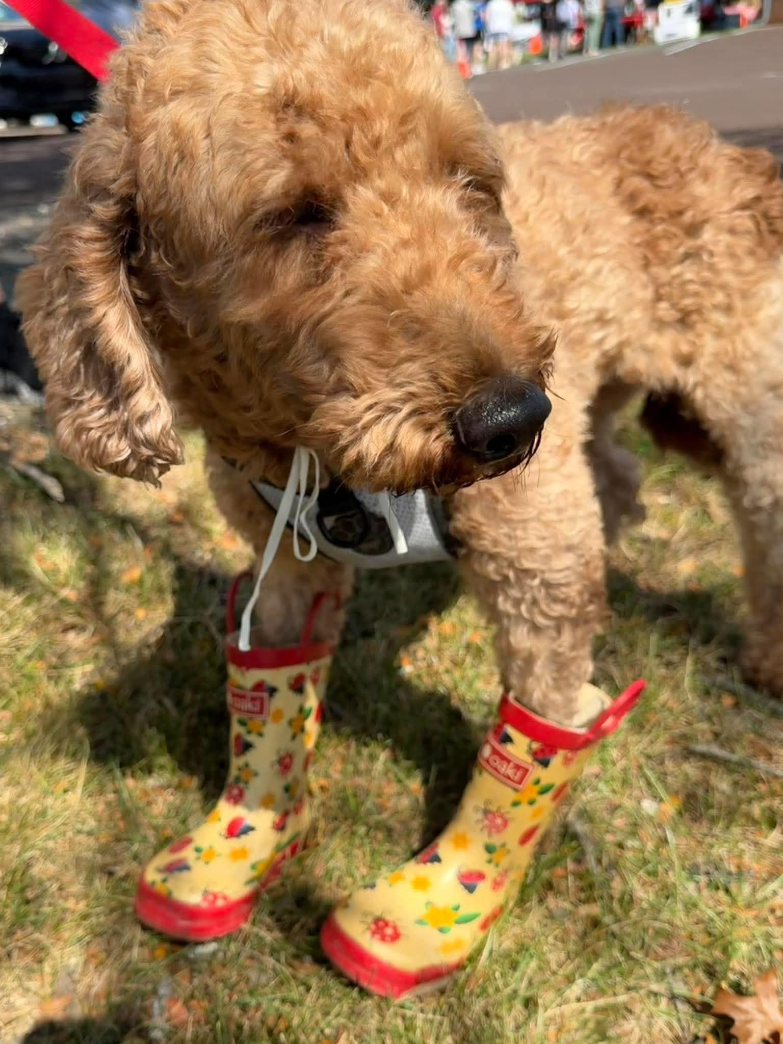 Enlarge Navy, a Adoptable Miniature Poodle in Havertown, PA image 5/5