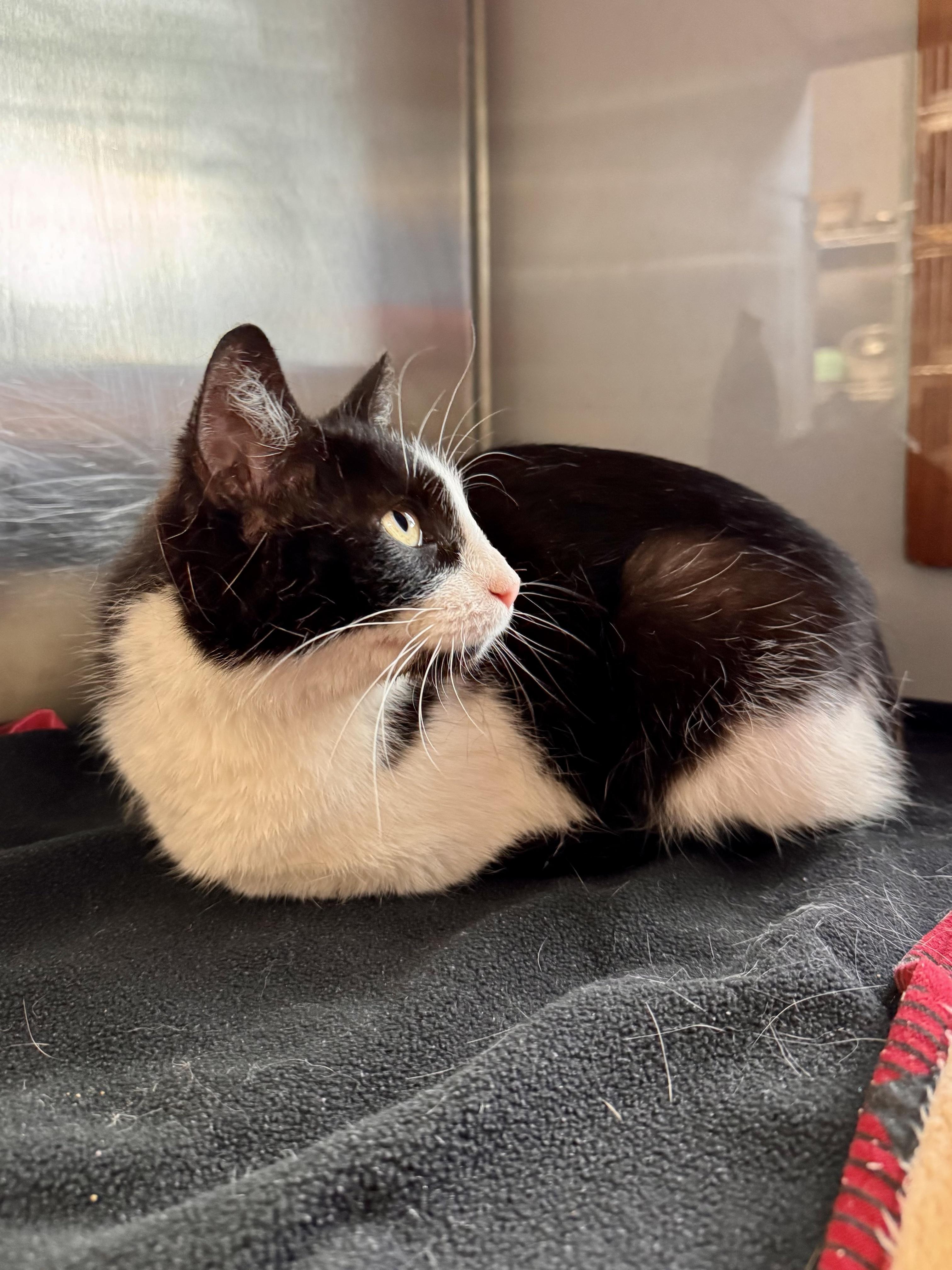 Enlarge Clawdia, a ADOPTABLE Domestic Short Hair in Midland, MI image 5/5