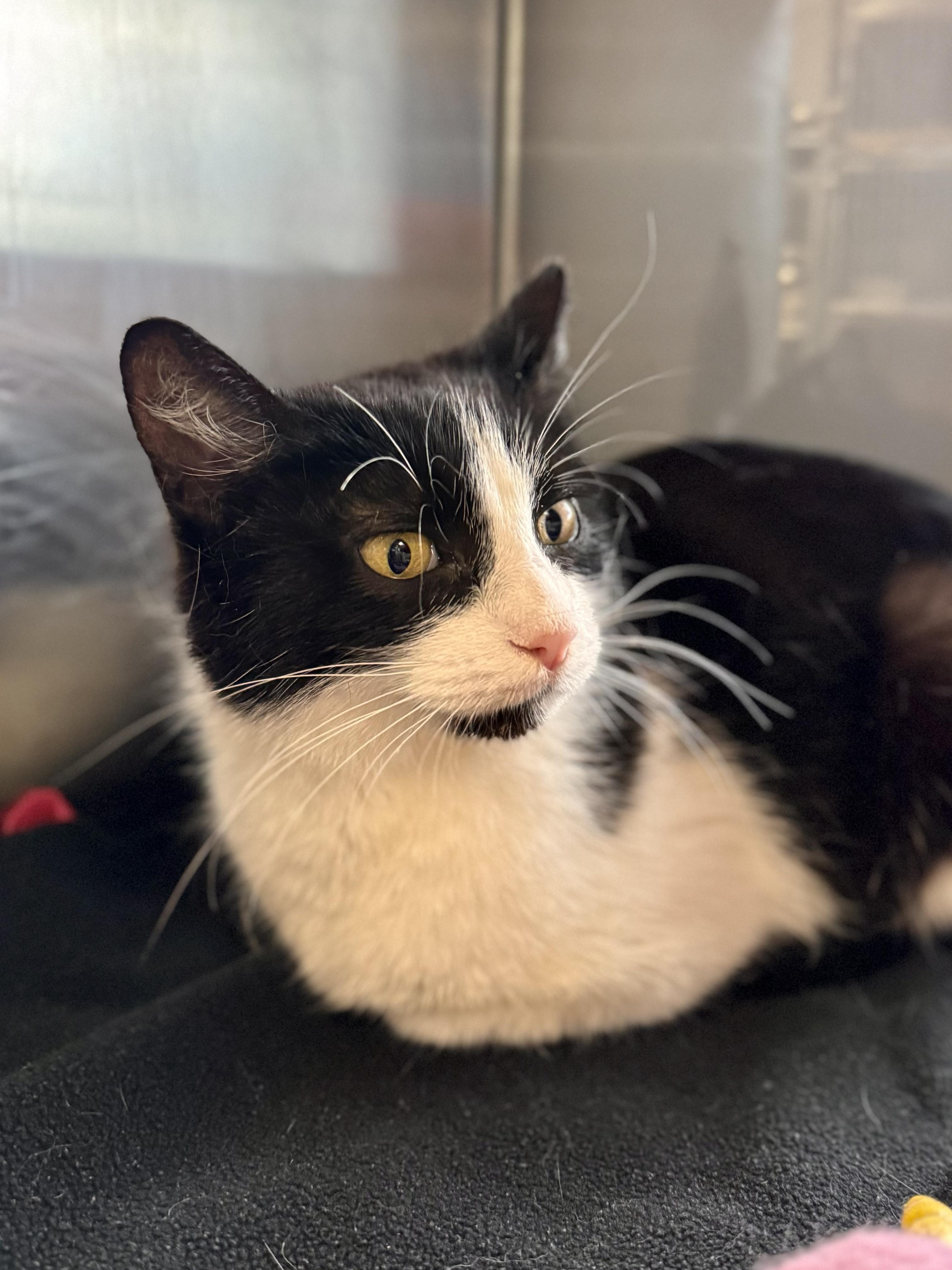 Enlarge Clawdia, a ADOPTABLE Domestic Short Hair in Midland, MI image 4/5
