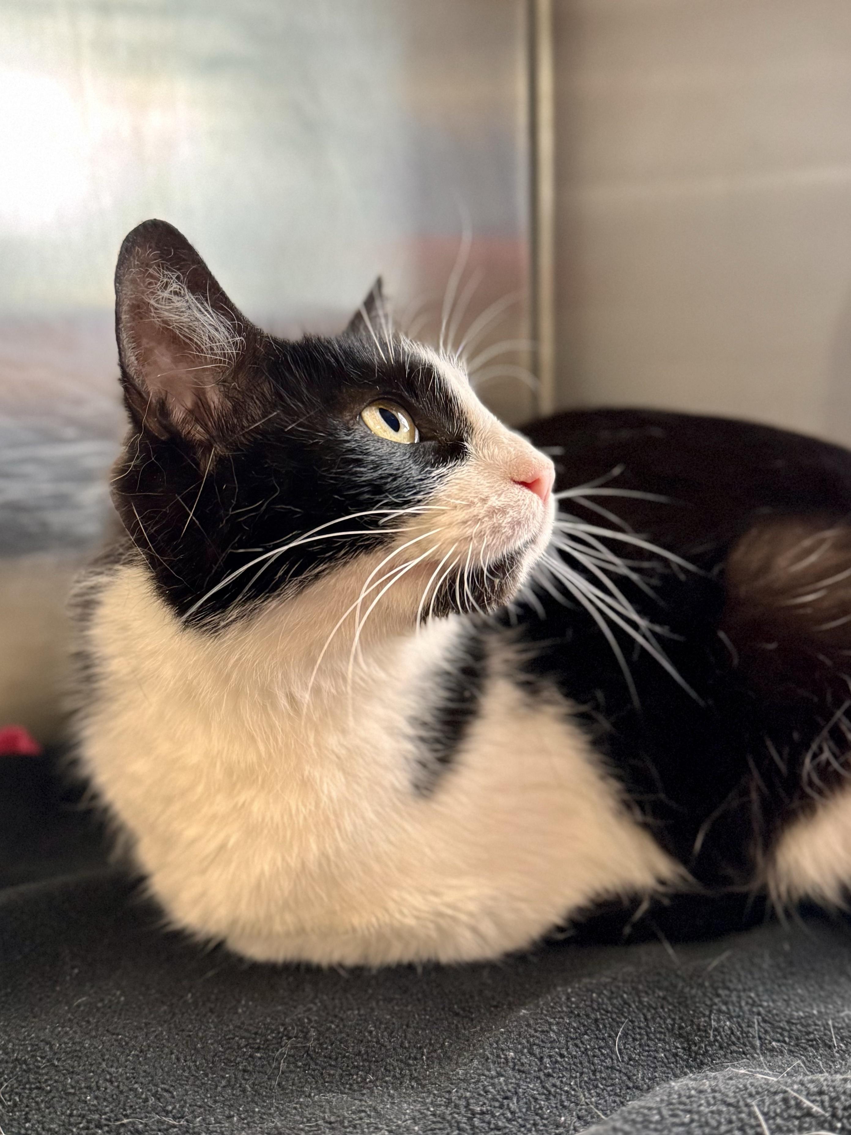 Clawdia, ADOPTABLE, Young Female Domestic Short Hair.