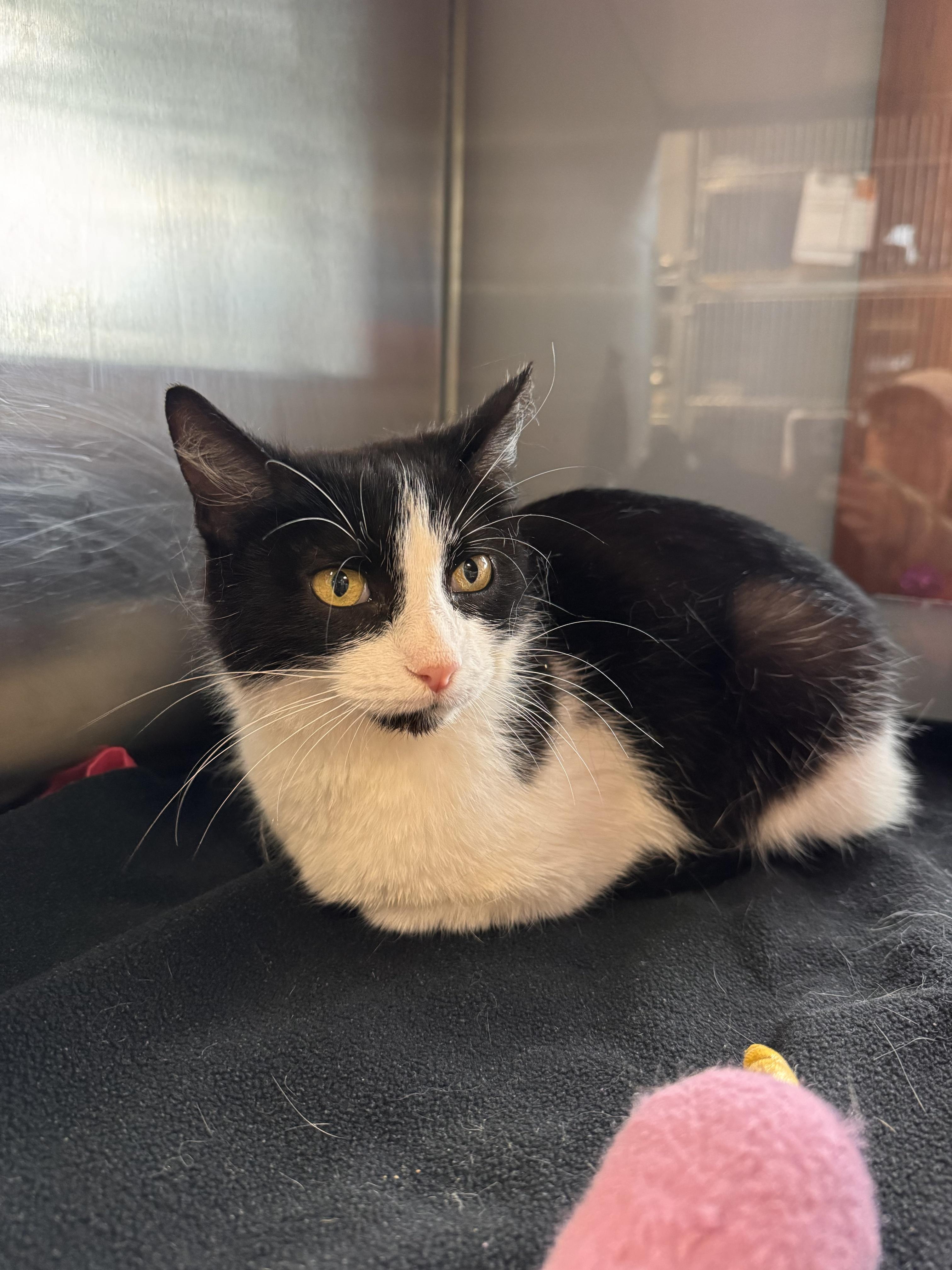 Enlarge Clawdia, a ADOPTABLE Domestic Short Hair in Midland, MI image 2/5