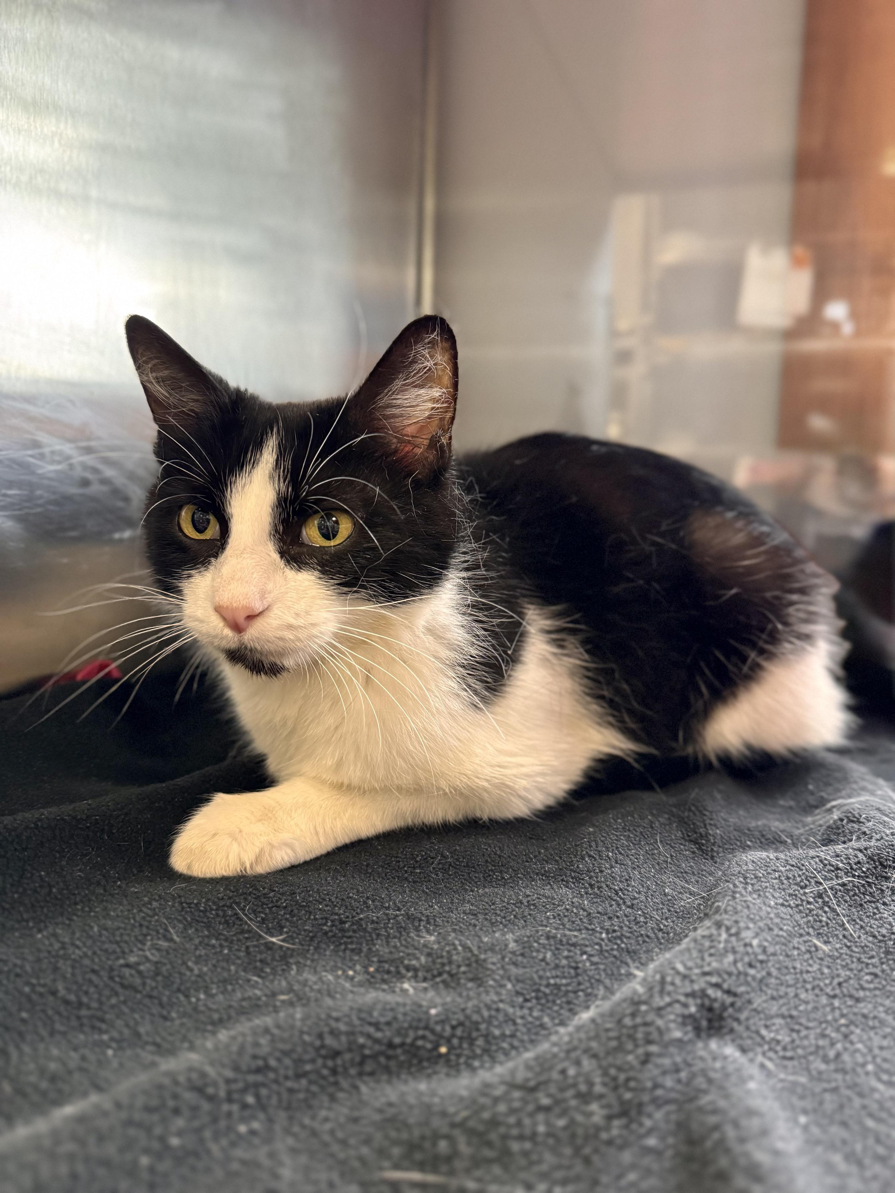 Enlarge Clawdia, a ADOPTABLE Domestic Short Hair in Midland, MI image 3/5