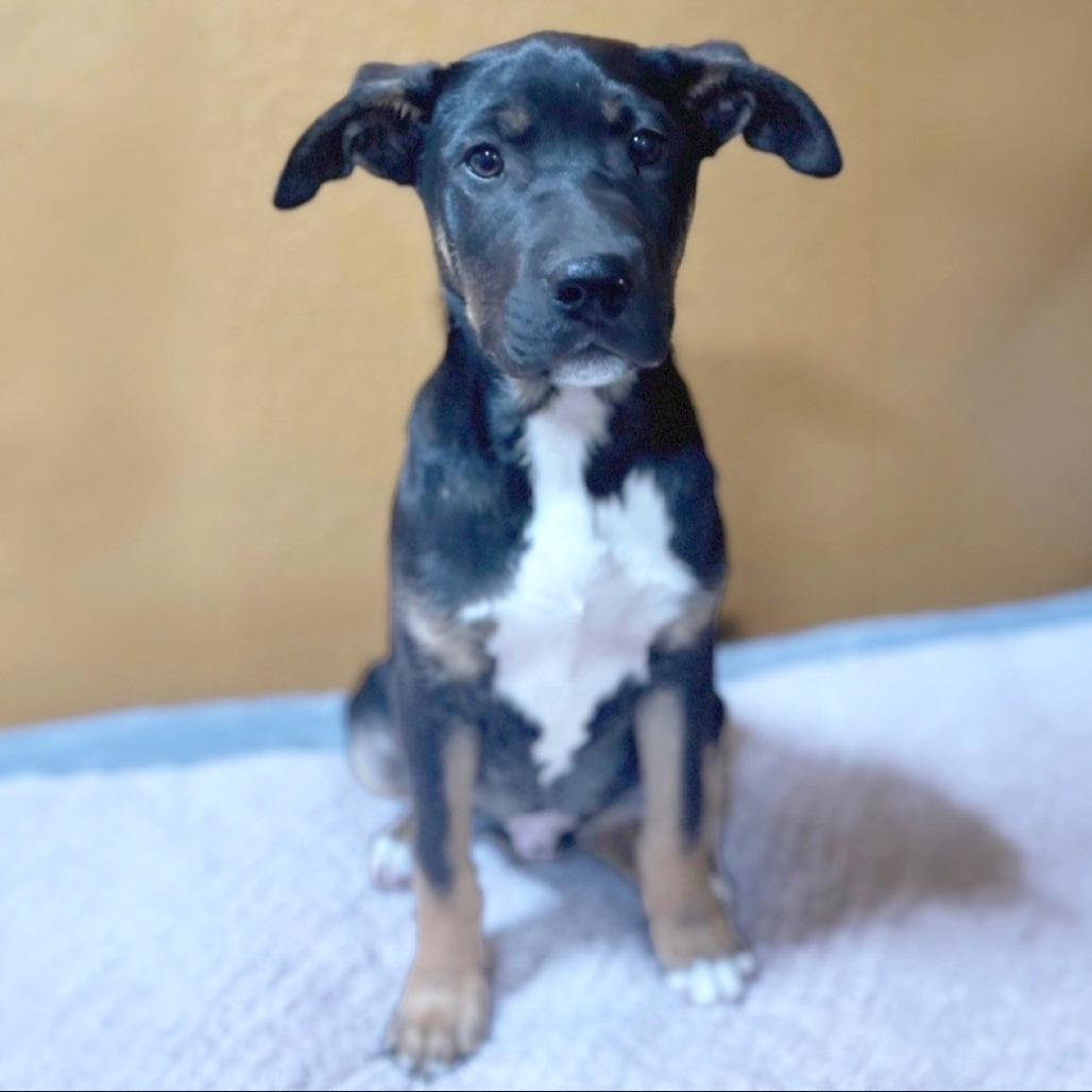 Kaiser, Adoptable, Puppy Male Mixed Breed.