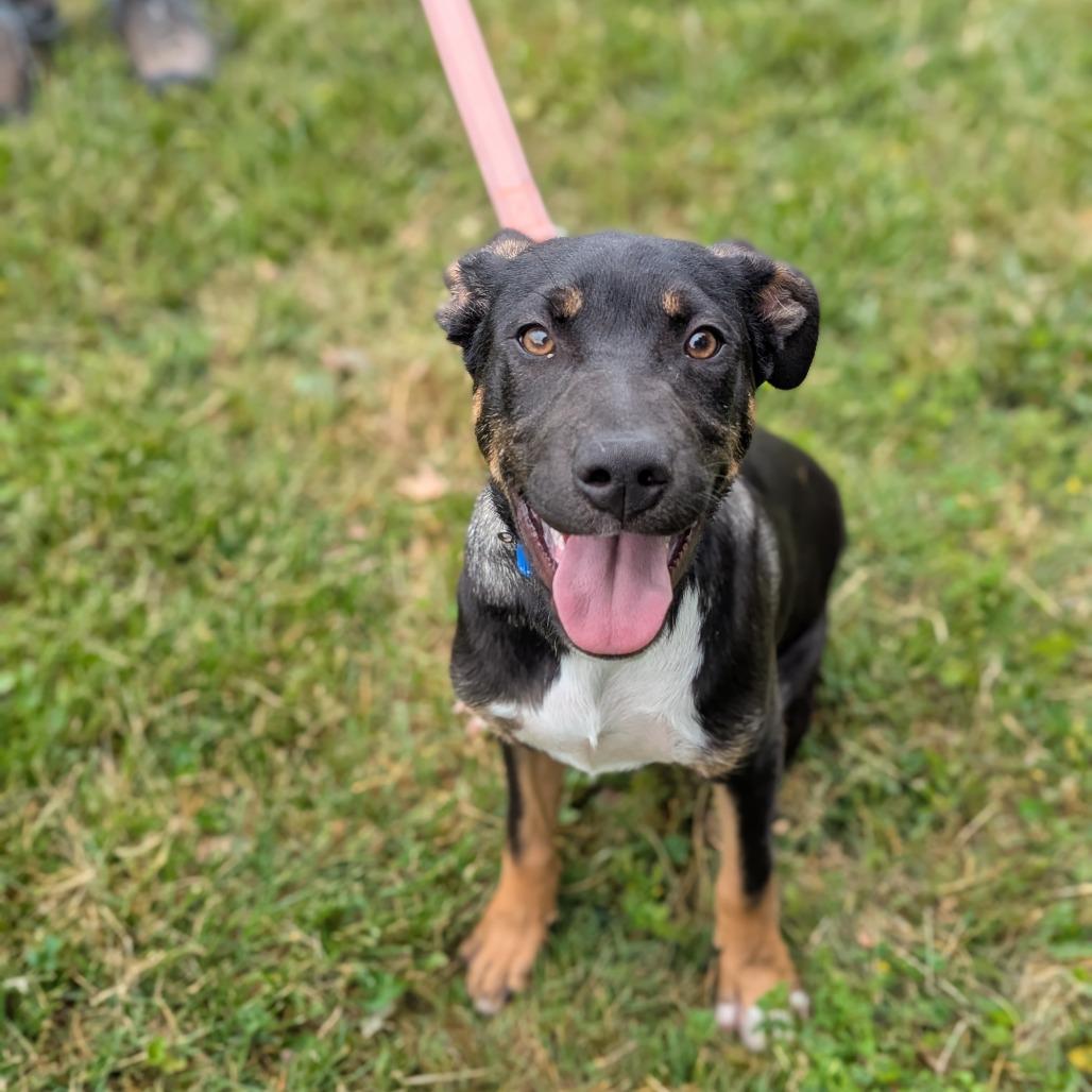 Enlarge Kaiser, a Adoptable Mixed Breed in Hendersonville, NC image 2/2