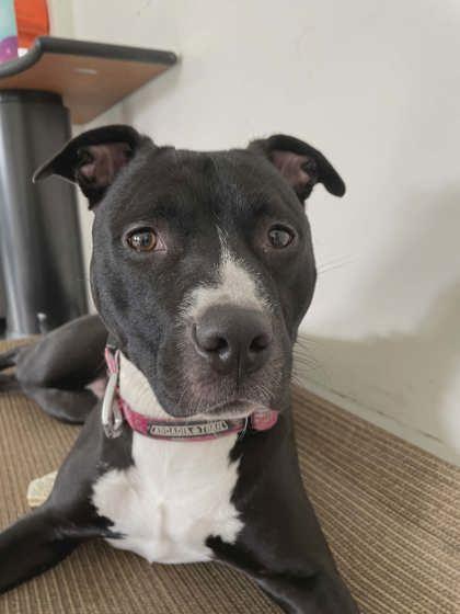 Baby, Adoptable, Adult Female Pit Bull Terrier & Mixed Breed.