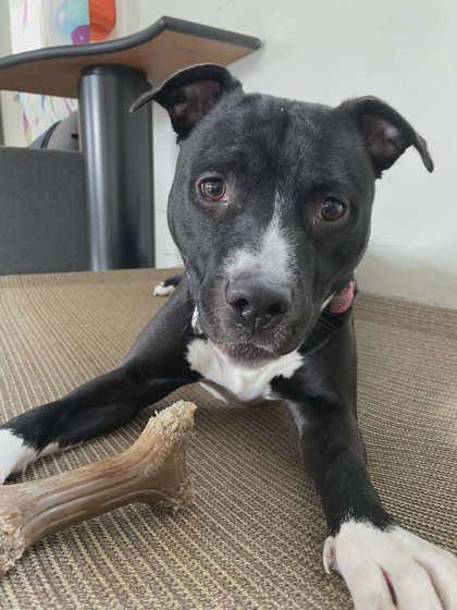 Baby, a Adoptable mixed breed in South Bend, IN image 3/3