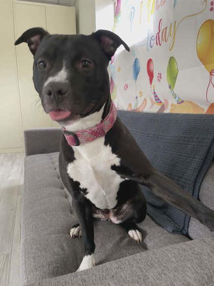 Baby, a Adoptable mixed breed in South Bend, IN image 2/3