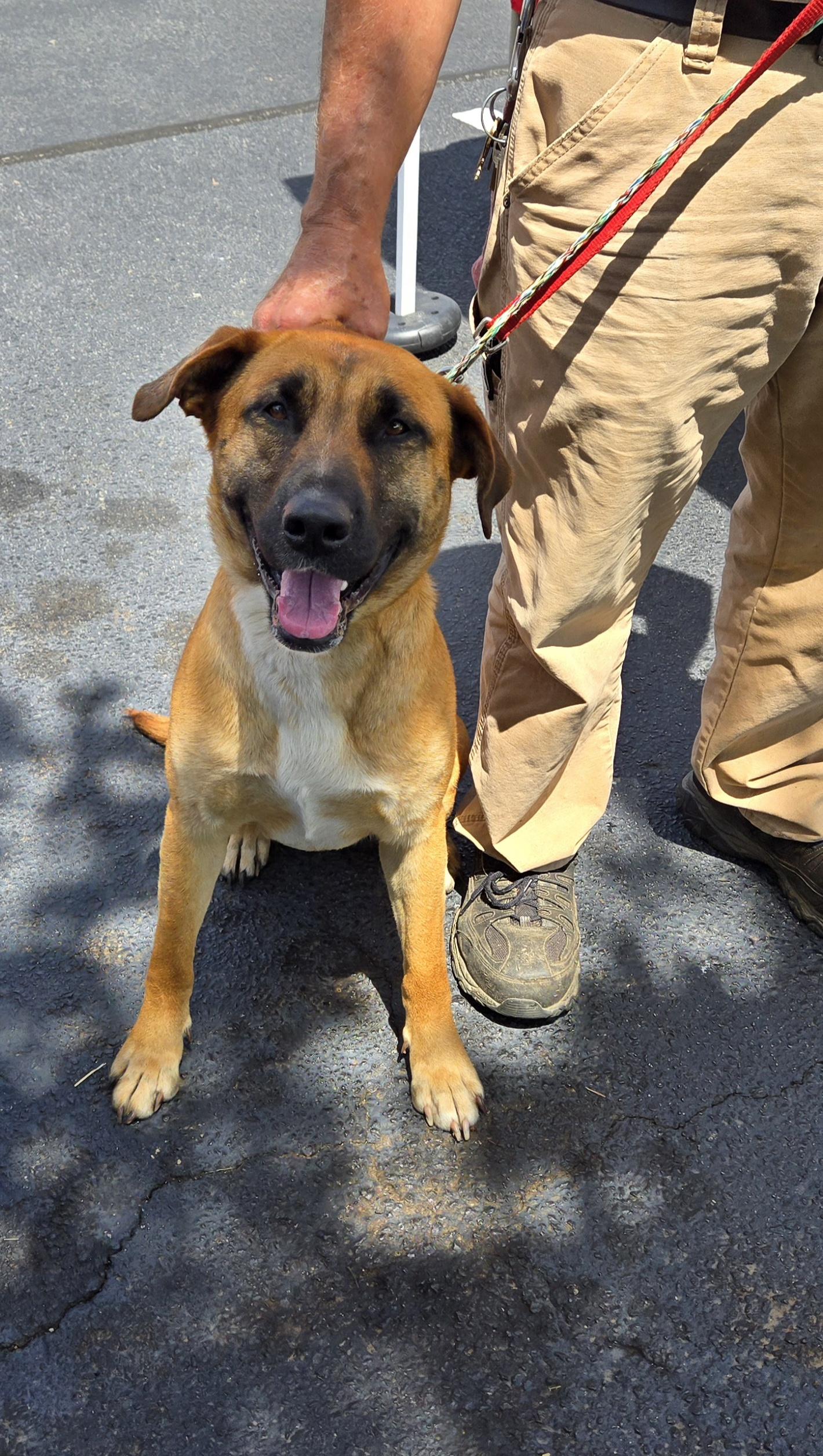 Lady, a Adoptable mixed breed in Denver, NC image 1/4