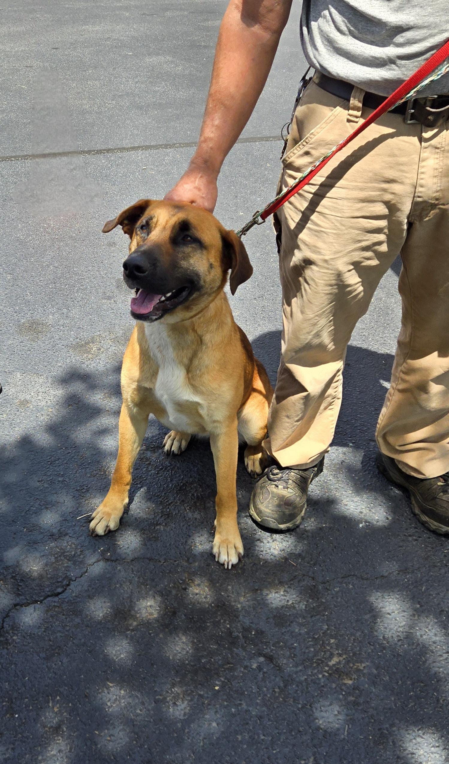 Lady, a Adoptable mixed breed in Denver, NC image 2/4