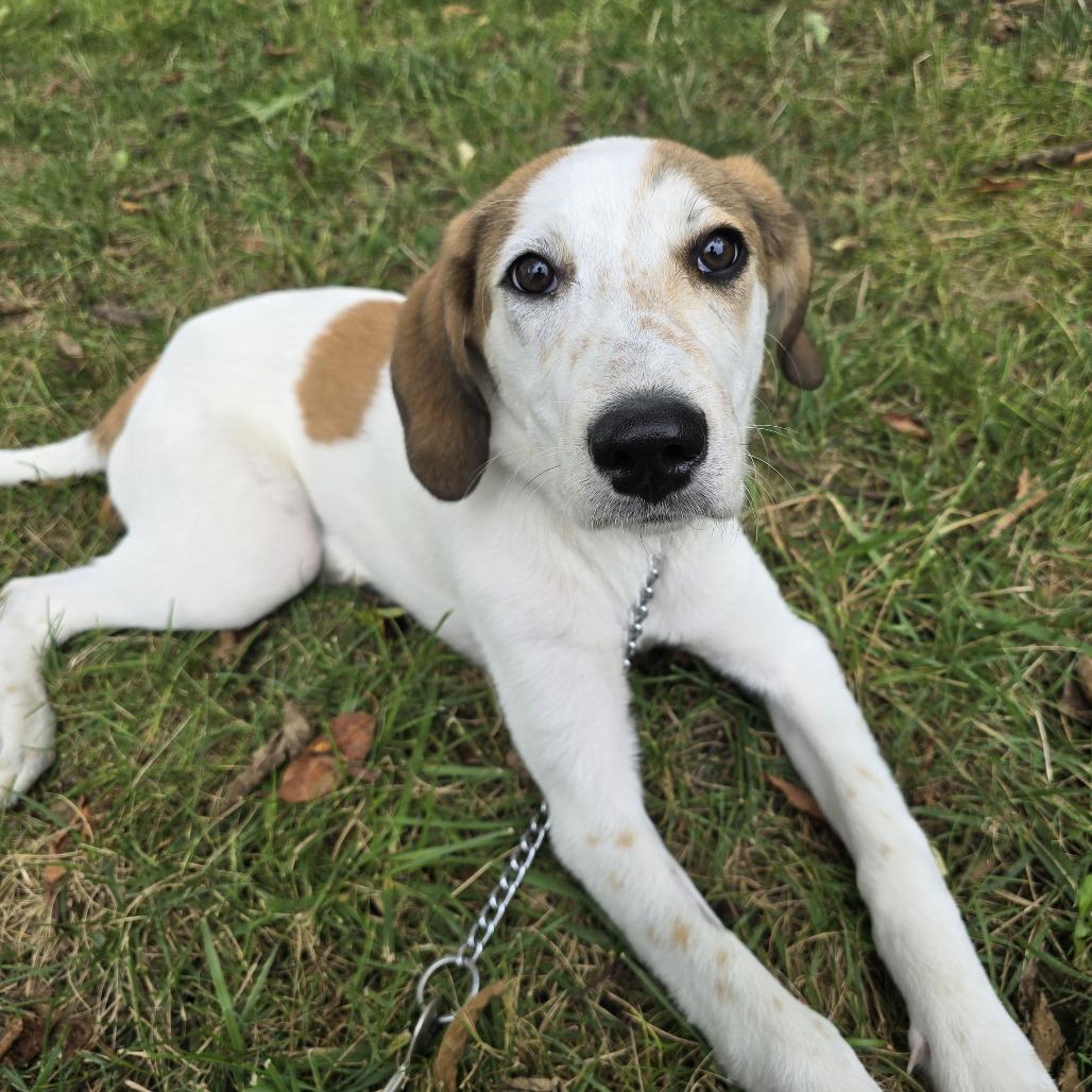 Starr, Adoptable, Young Female Hound.