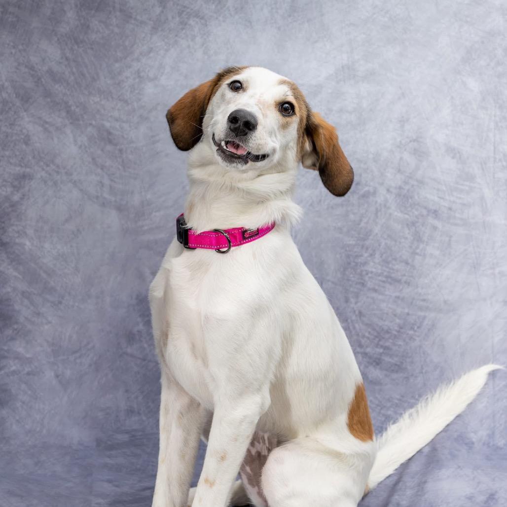 Starr, Adoptable, Young Female Hound.