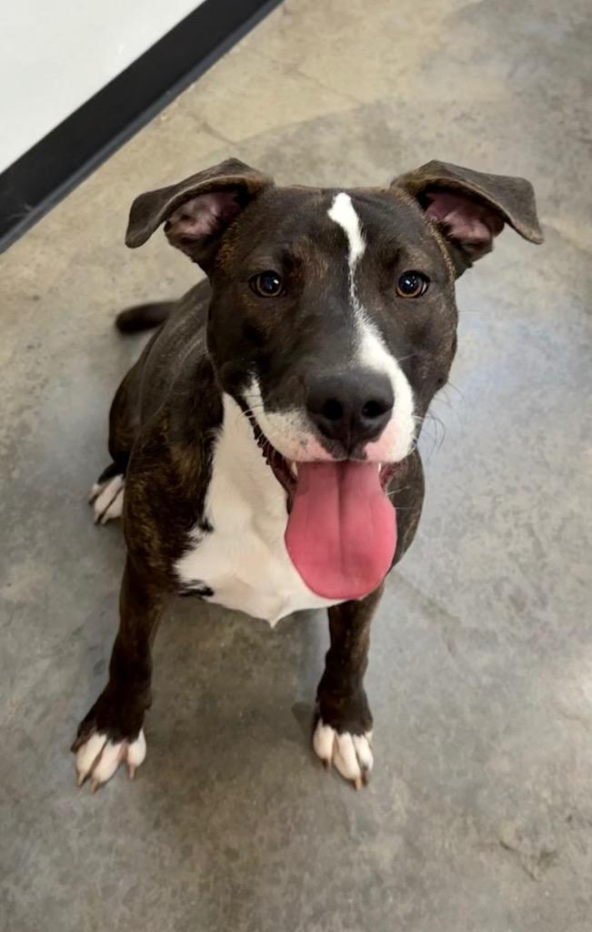 Enlarge Serena, a Adoptable mixed breed in Thousand Oaks, CA image 1/3