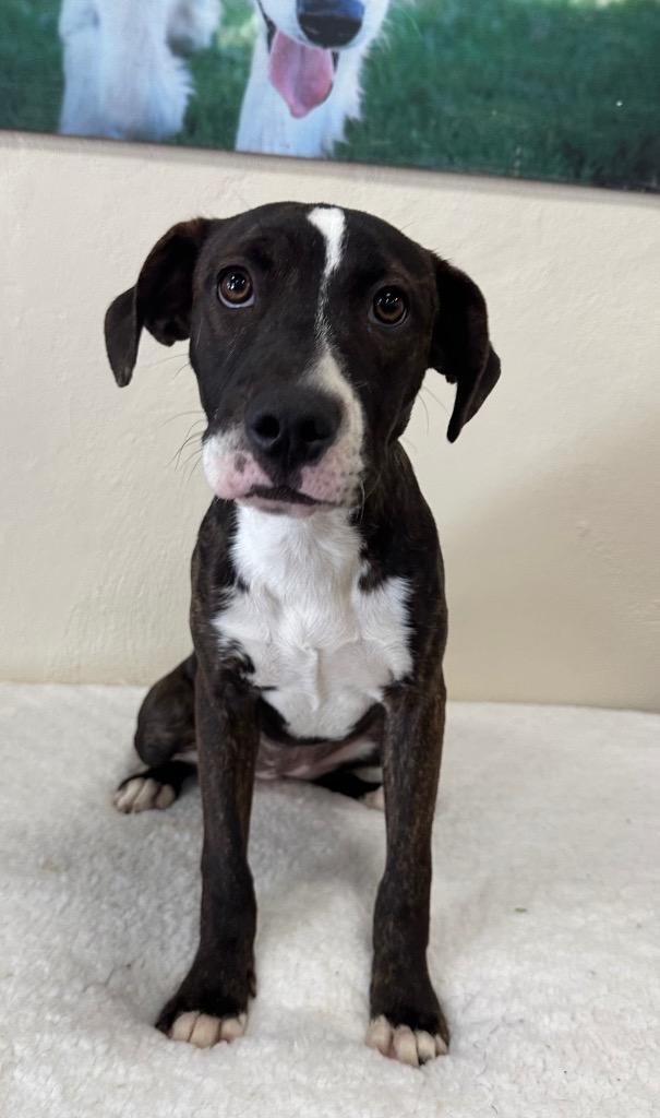 Enlarge Serena, a Adoptable mixed breed in Thousand Oaks, CA image 2/3