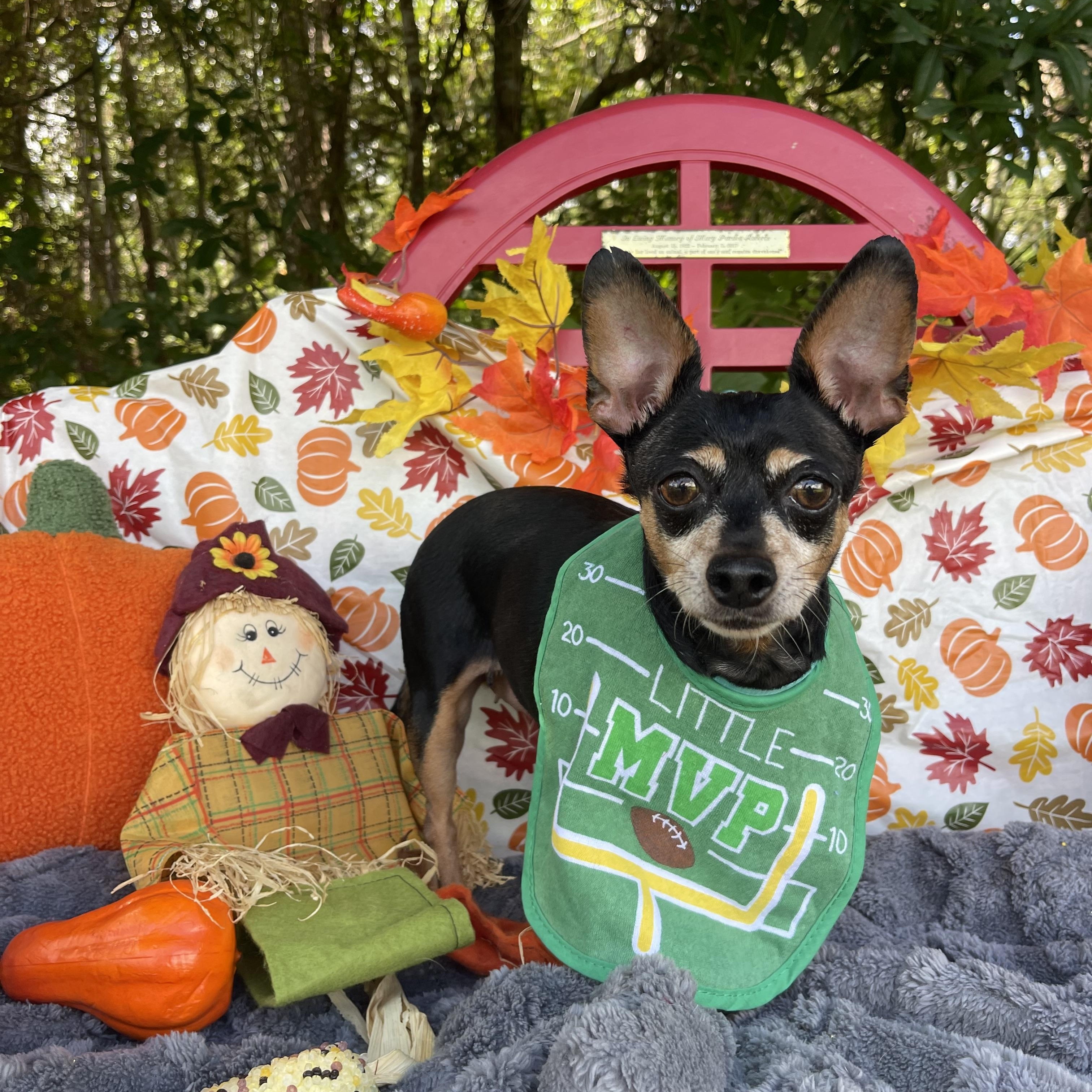 Enlarge Pumpkin, an adopted mixed breed in Sebring, FL image 4/5