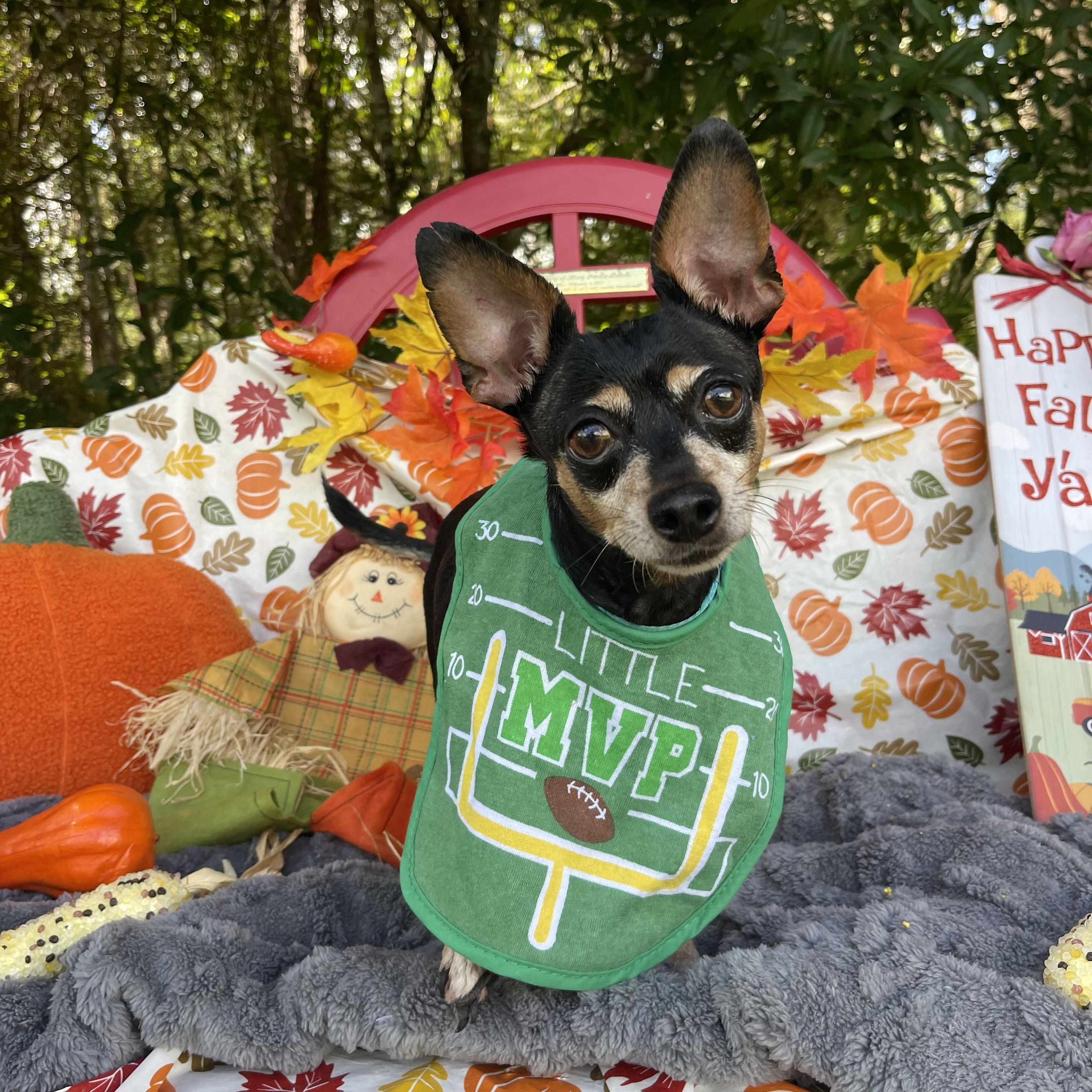 Enlarge Pumpkin, an adopted mixed breed in Sebring, FL image 5/5