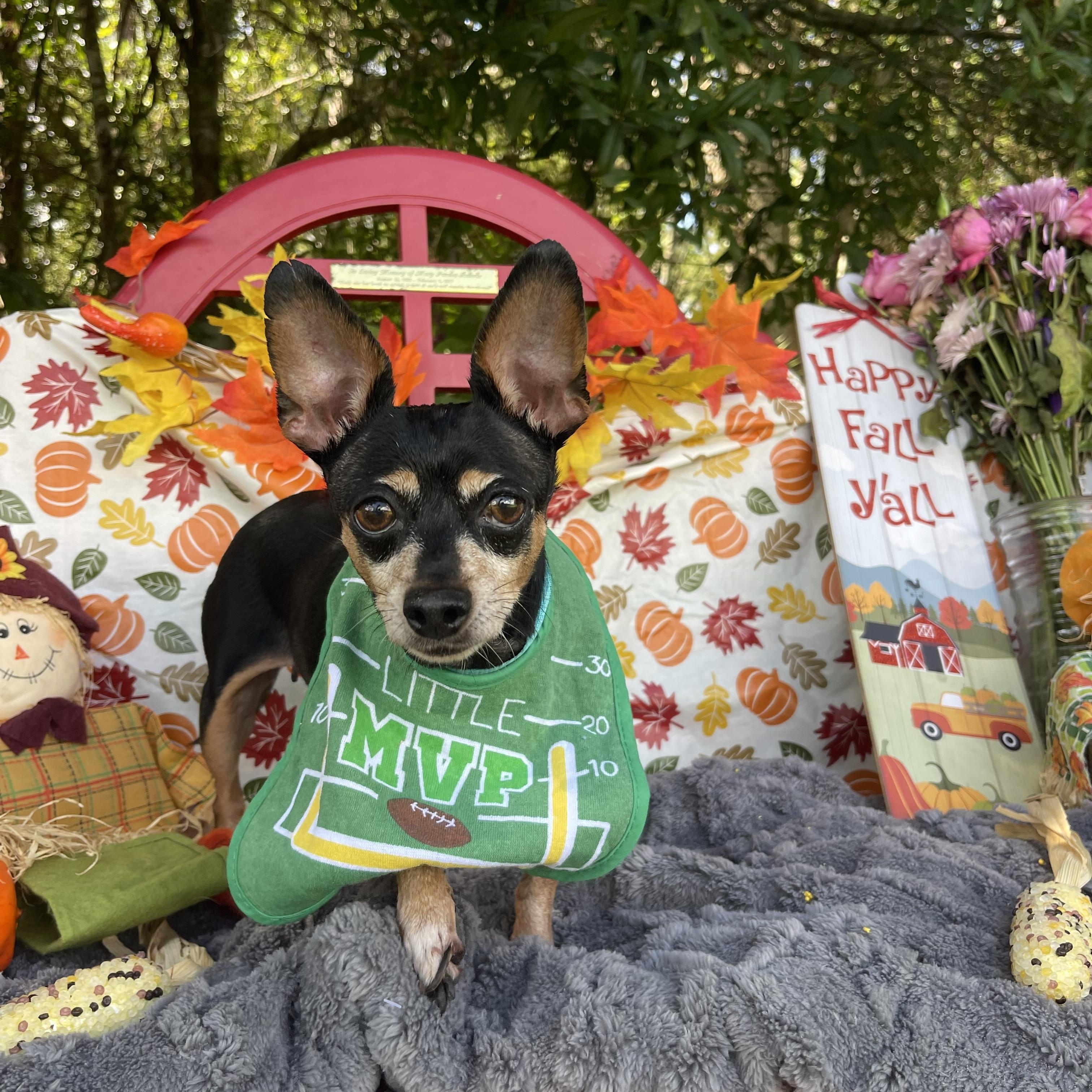 Enlarge Pumpkin, an adopted mixed breed in Sebring, FL image 3/5