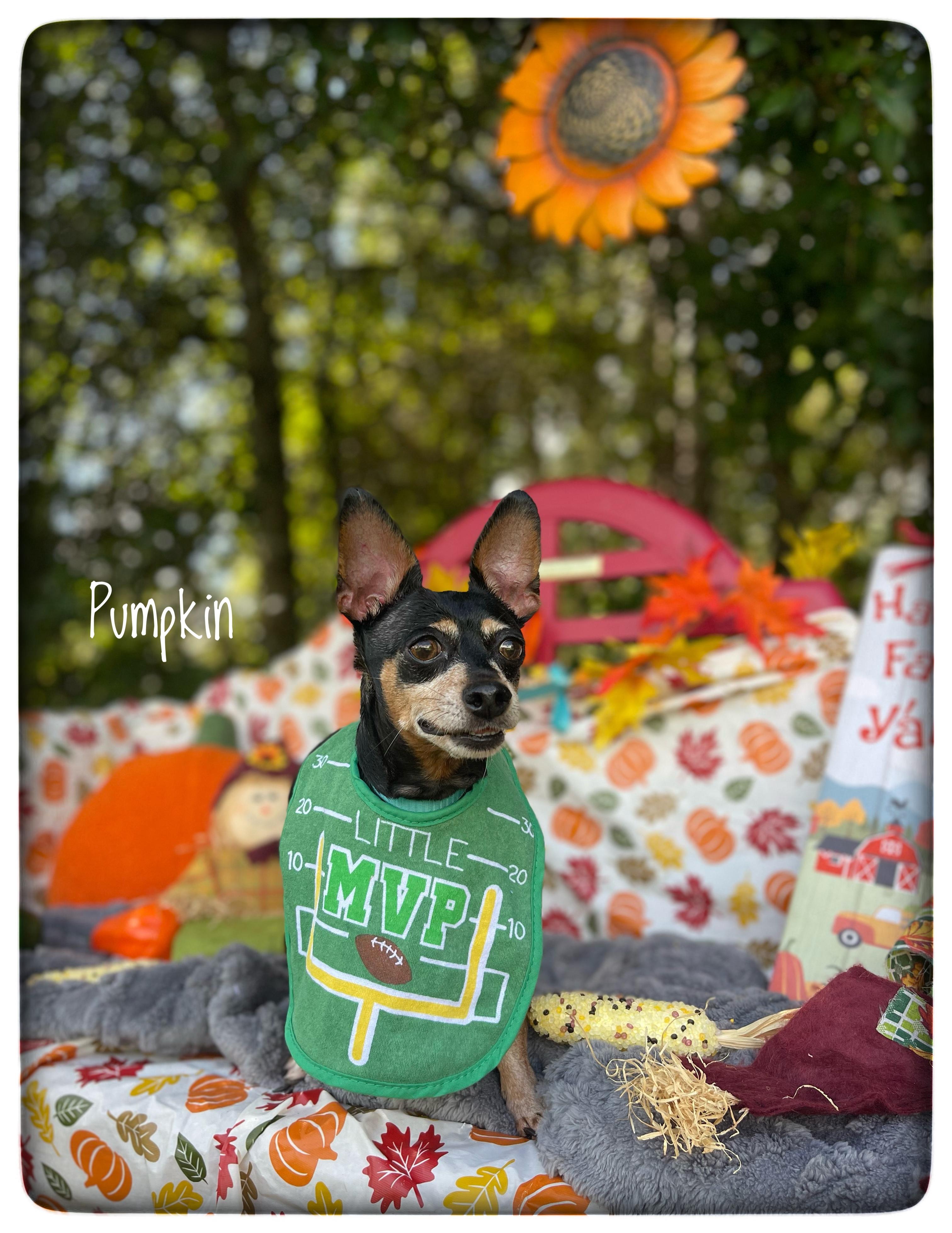 Pumpkin, adopted, Adult Female Miniature Pinscher.