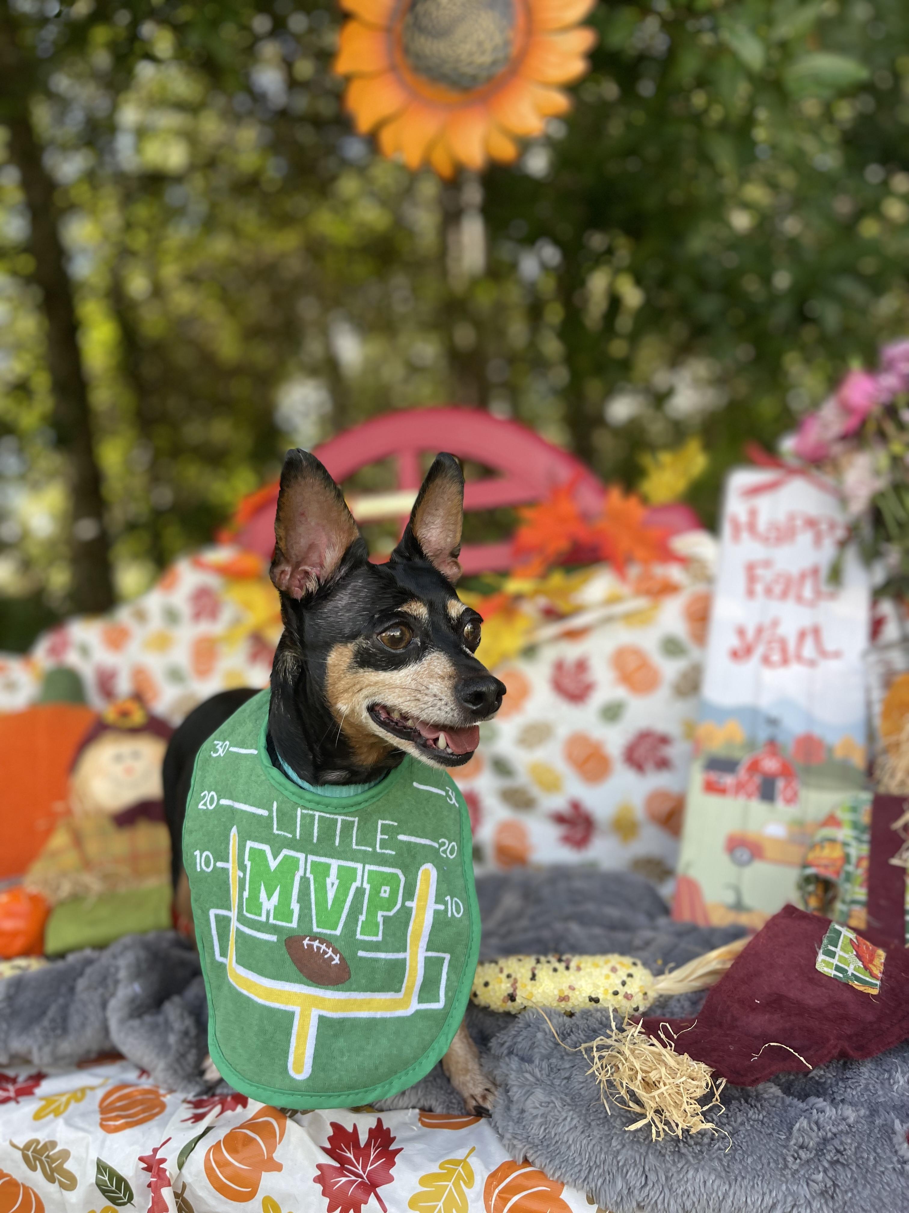Enlarge Pumpkin, an adopted mixed breed in Sebring, FL image 2/5