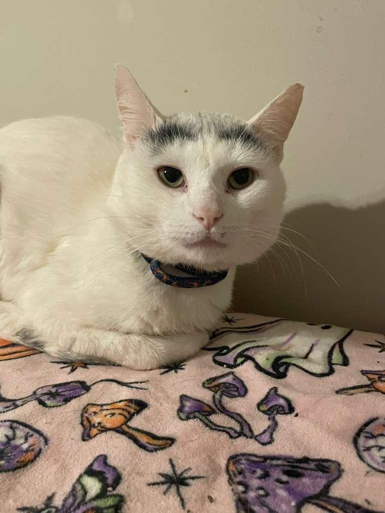 Enlarge Gingerbread, a ADOPTABLE Domestic Short Hair in Winder, GA image 5/6