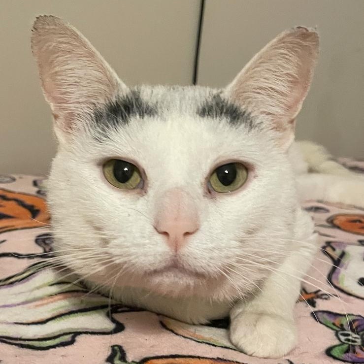 Enlarge Gingerbread, a ADOPTABLE Domestic Short Hair in Winder, GA image 1/6