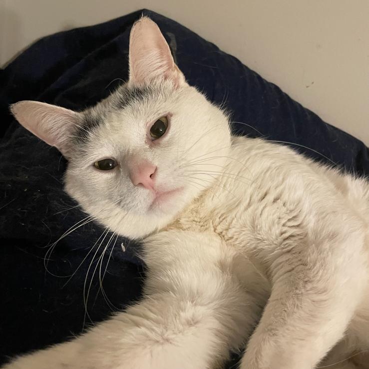 Gingerbread, ADOPTABLE, Adult Male Domestic Short Hair.