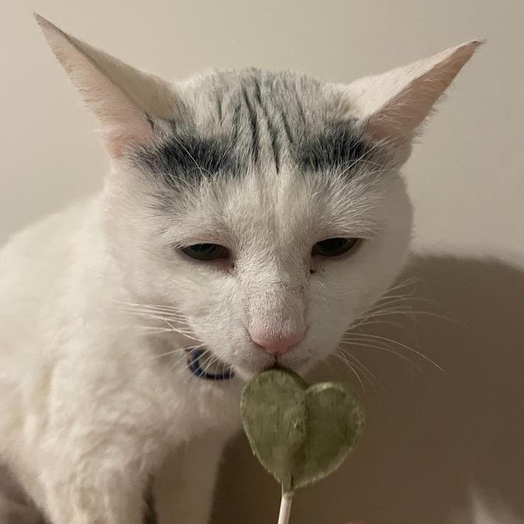 Enlarge Gingerbread, a ADOPTABLE Domestic Short Hair in Winder, GA image 6/6