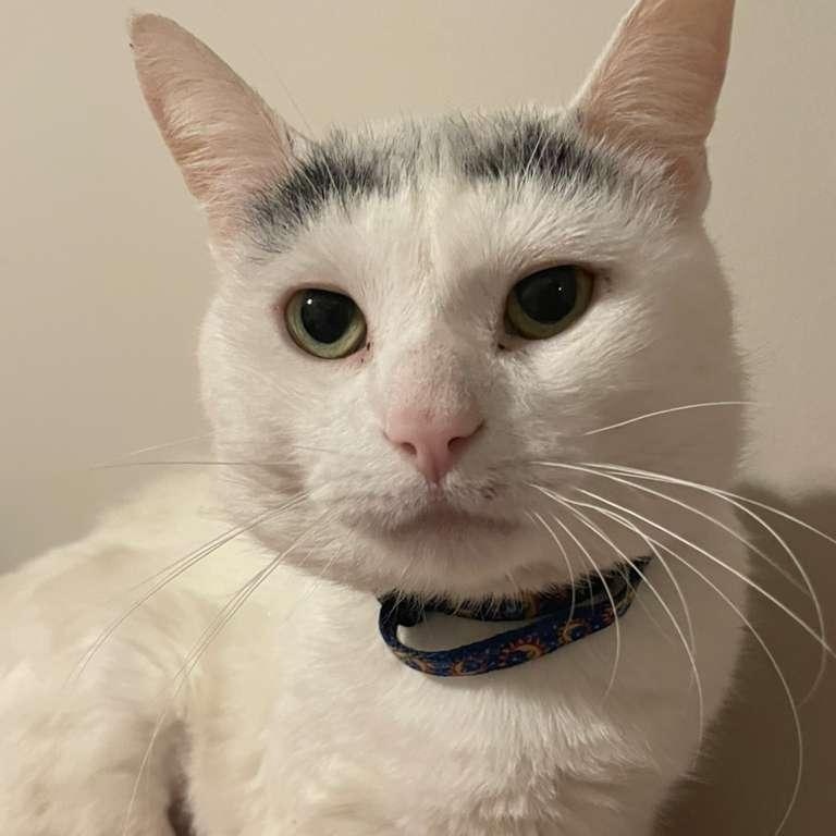 Enlarge Gingerbread, a ADOPTABLE Domestic Short Hair in Winder, GA image 2/6