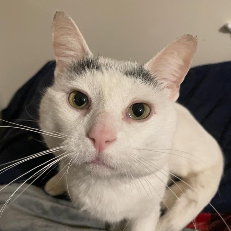 Enlarge Gingerbread, a ADOPTABLE Domestic Short Hair in Winder, GA image 3/6