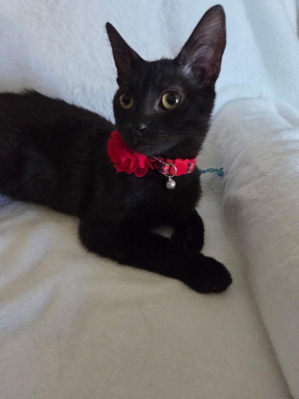 Jane, Adoptable, Young Female Domestic Short Hair.