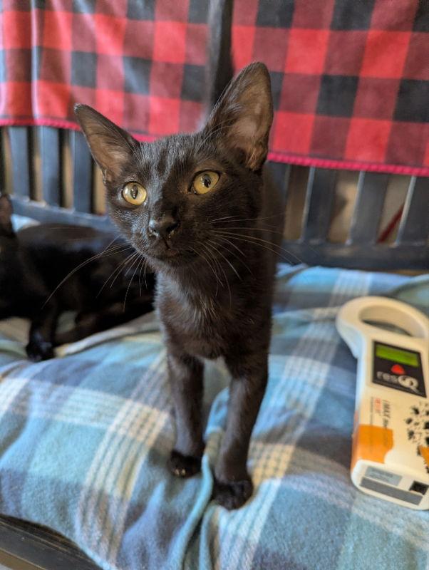 Jane, a Adoptable Domestic Short Hair in Ocala, FL image 2/2