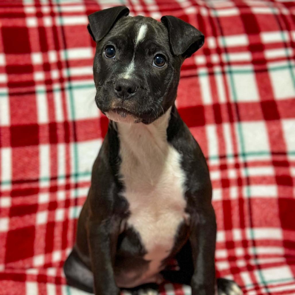 Diet Dr. Kelp, Adoptable, Puppy Male Mixed Breed.