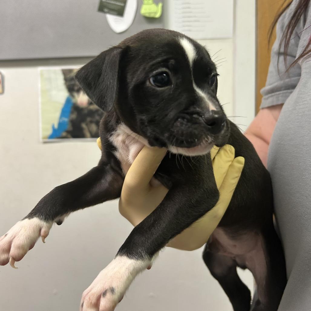Diet Dr. Kelp, Adoptable, Puppy Male Mixed Breed.