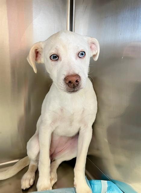 Enlarge HOPE, a Adoptable mixed breed in Blythe, CA image 1/2